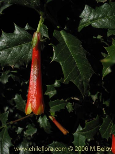 Bild von Desfontainia spinosa (Taique / Chapico / Trau-trau). Klicken Sie, um den Ausschnitt zu vergrössern.